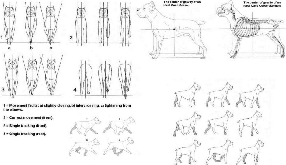 Кане Корсо стандарт породы