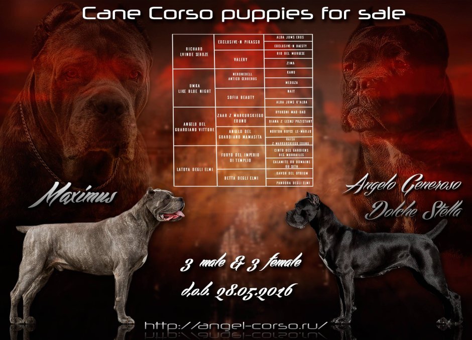 Кане Корсо высота в холке