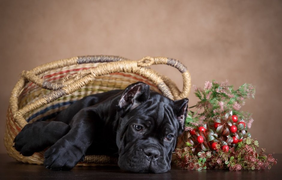 Кане Корсо обои