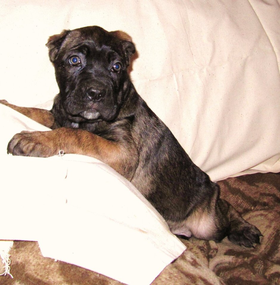 Кане Корсо муругий окрас