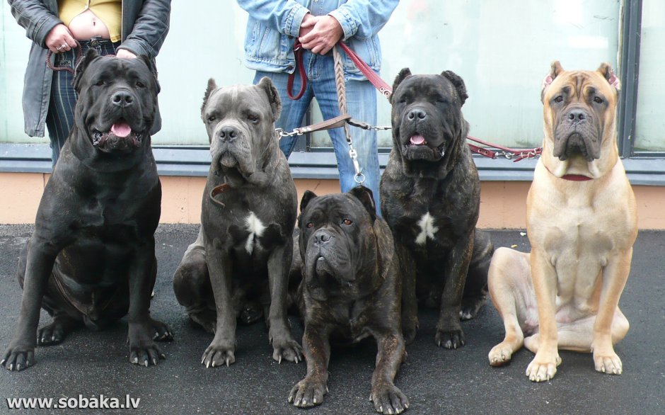 Кане Корсо окрасы