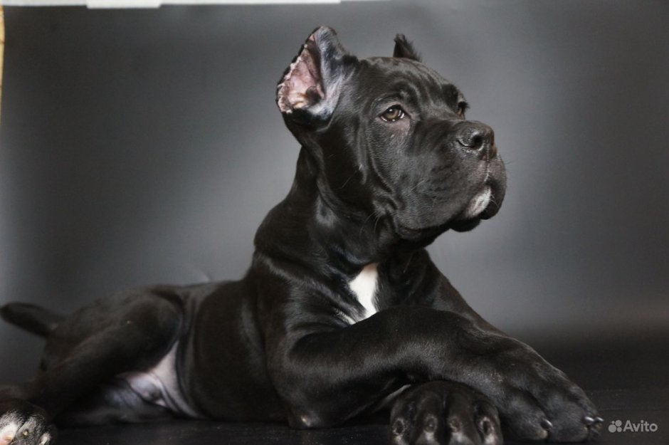 Кане Корсо купированные