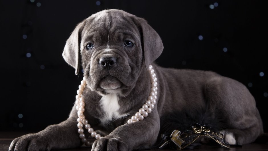 Кане Корсо альбинос