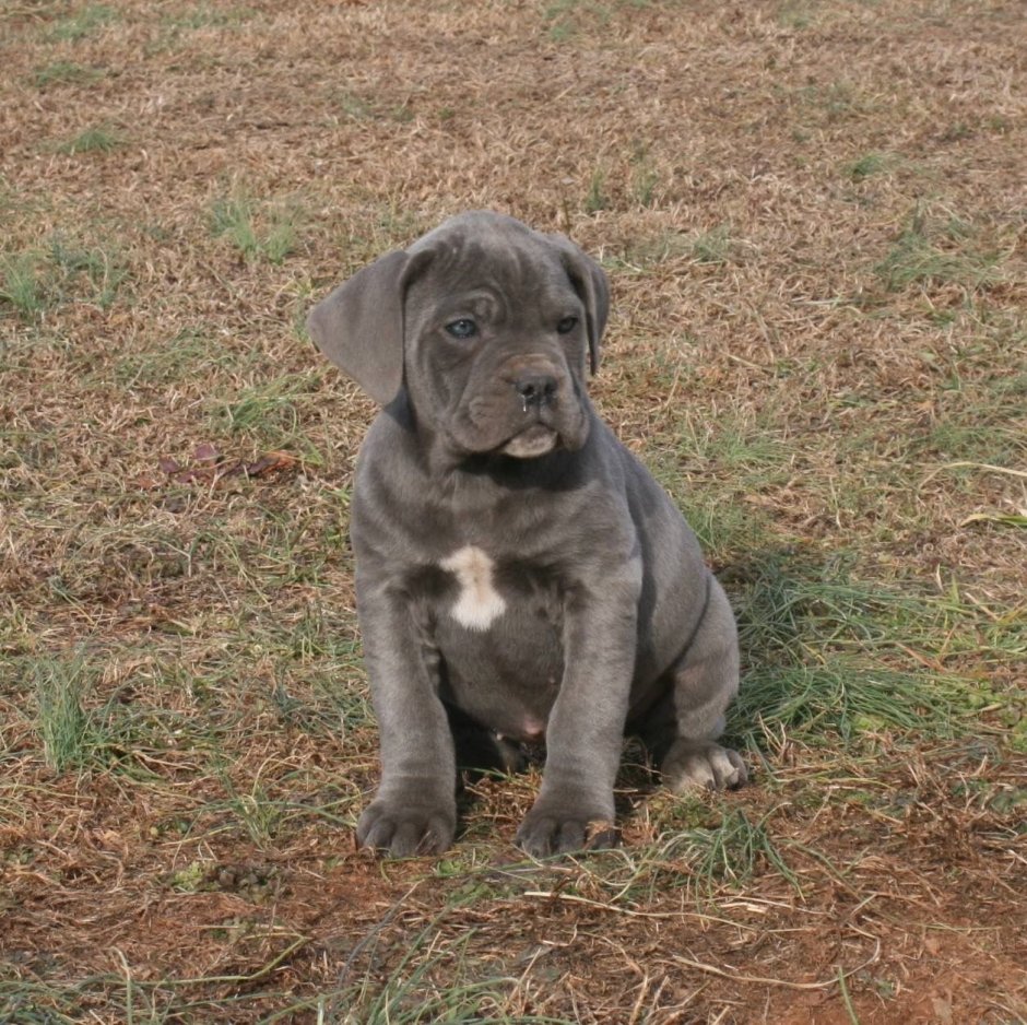 Cane Corso Blue Puppy