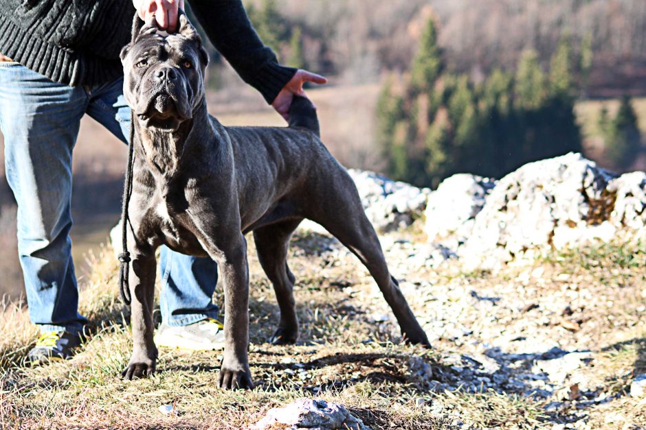 Чьяпа де Корсо танец прачикос