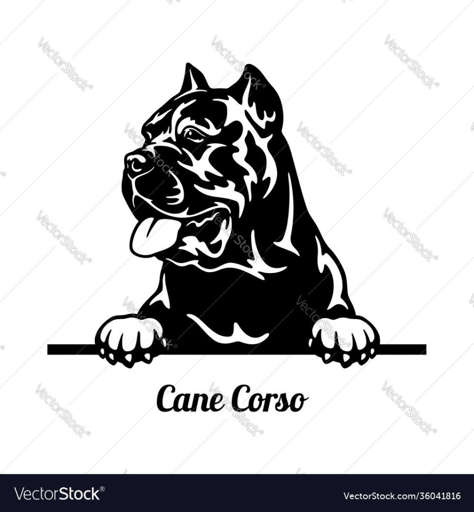 Кане Корсо силуэт