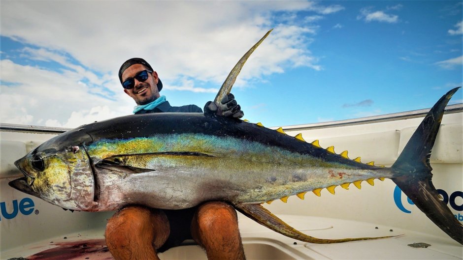 Тунец Yellowfin