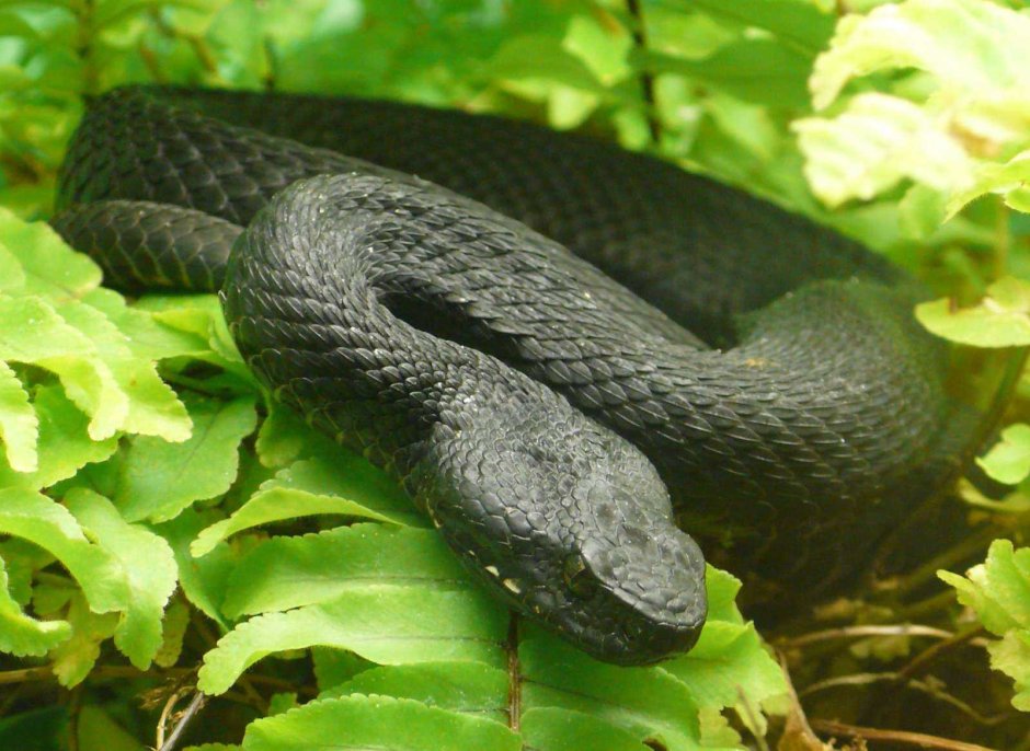 Гадюка Никольского (Vipera nikolskii)