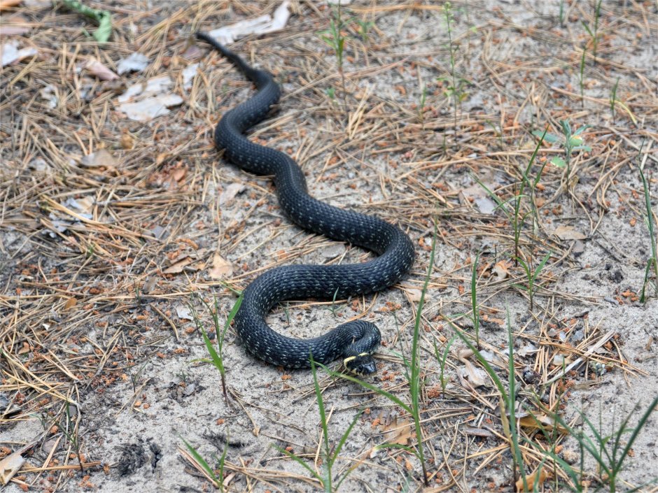 Lampropeltis getula Nigrita