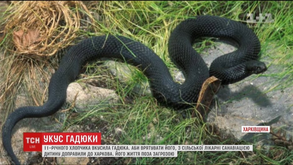 Гадюка Африканская Эстетика