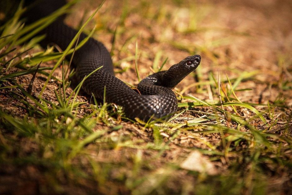 Обыкновенная гадюка - Vipera berus (Linnaeus, 1758)