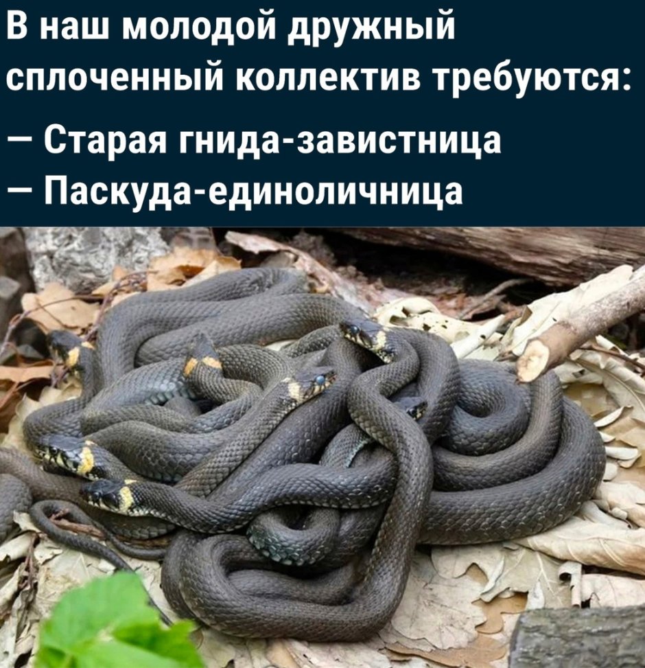 Гадюка Никольского