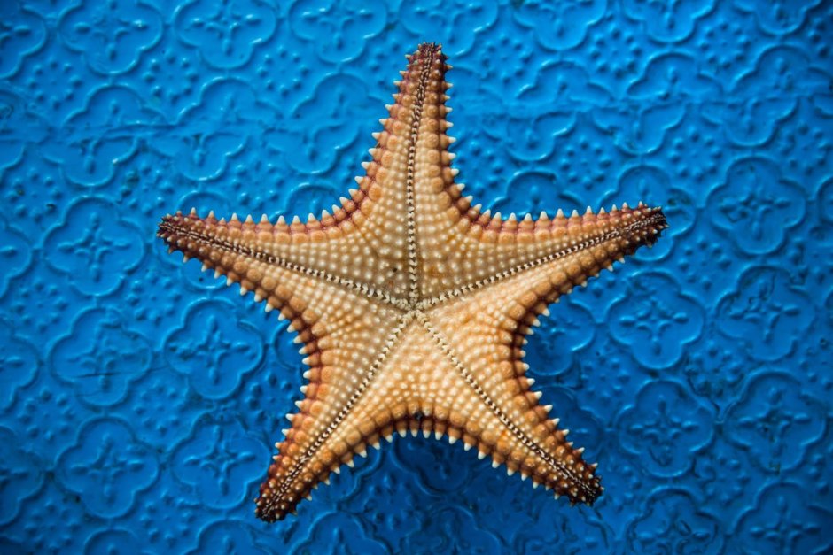Морские звезды коллаж