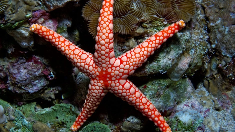 Морская звезда на коралловых рифах