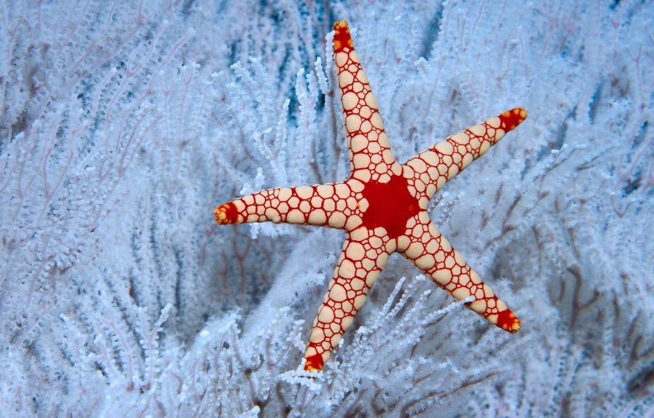 Солнечная морская звезда