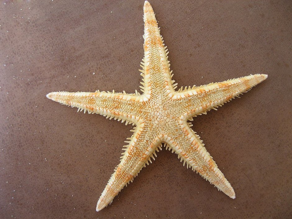 ПАКСИЛЛОНОСНЫЕ морские звёзды