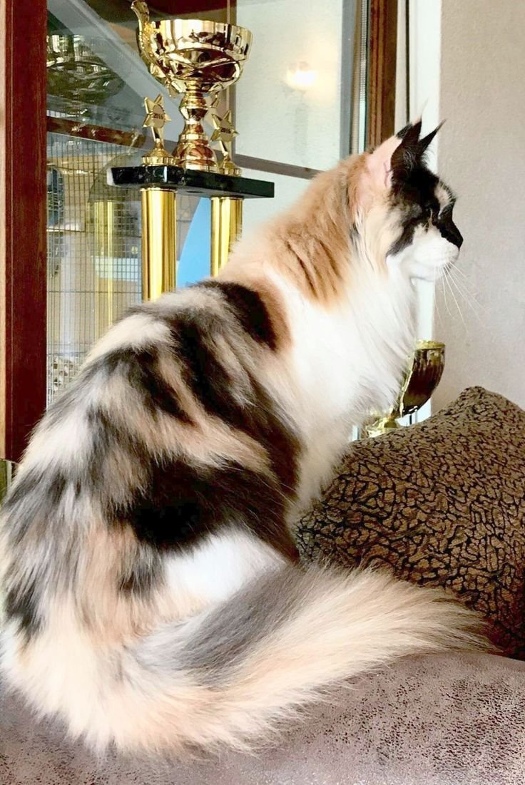 Мейн кун Калико