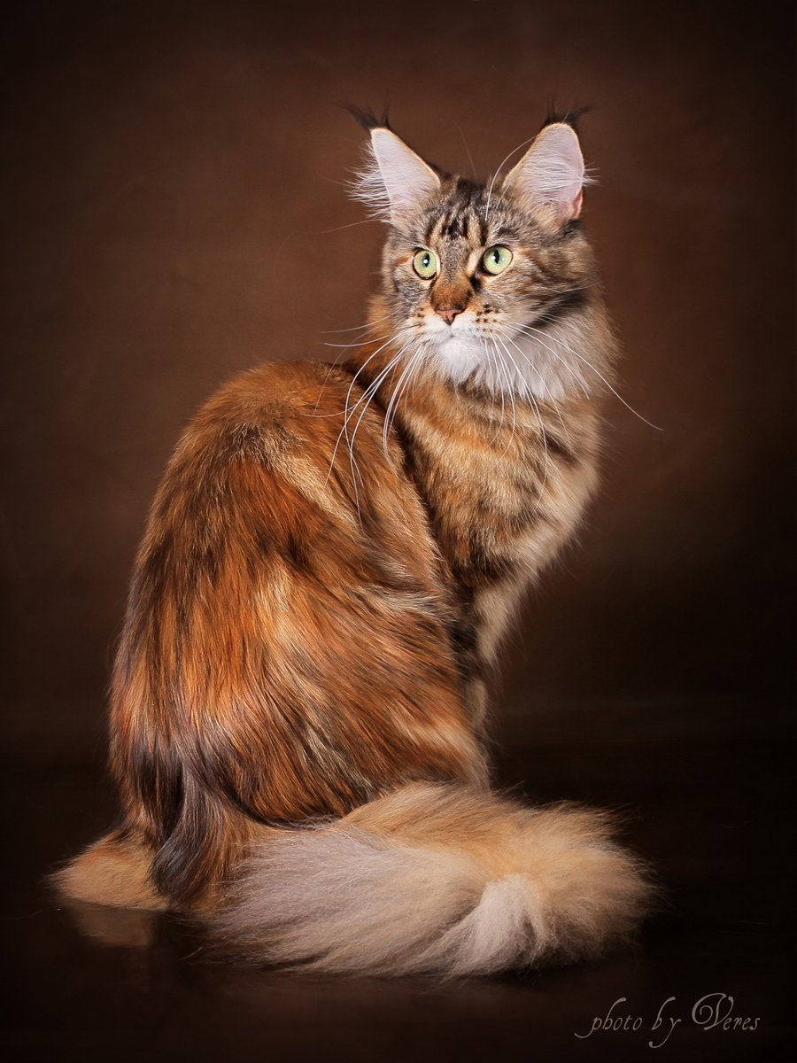 Мейн кун Аборигенная порода