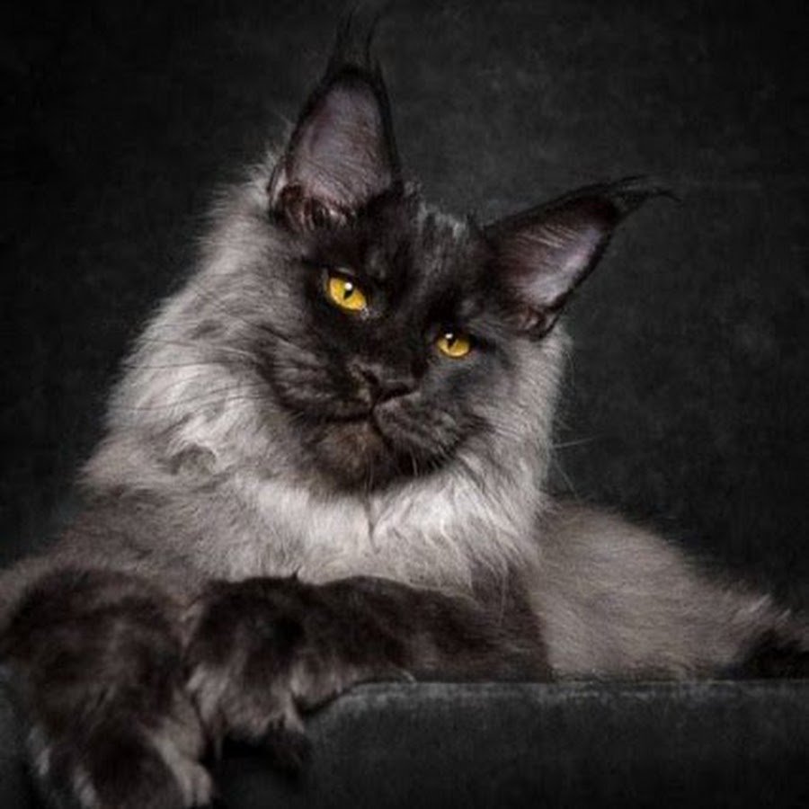 Мейн кун черного окраса