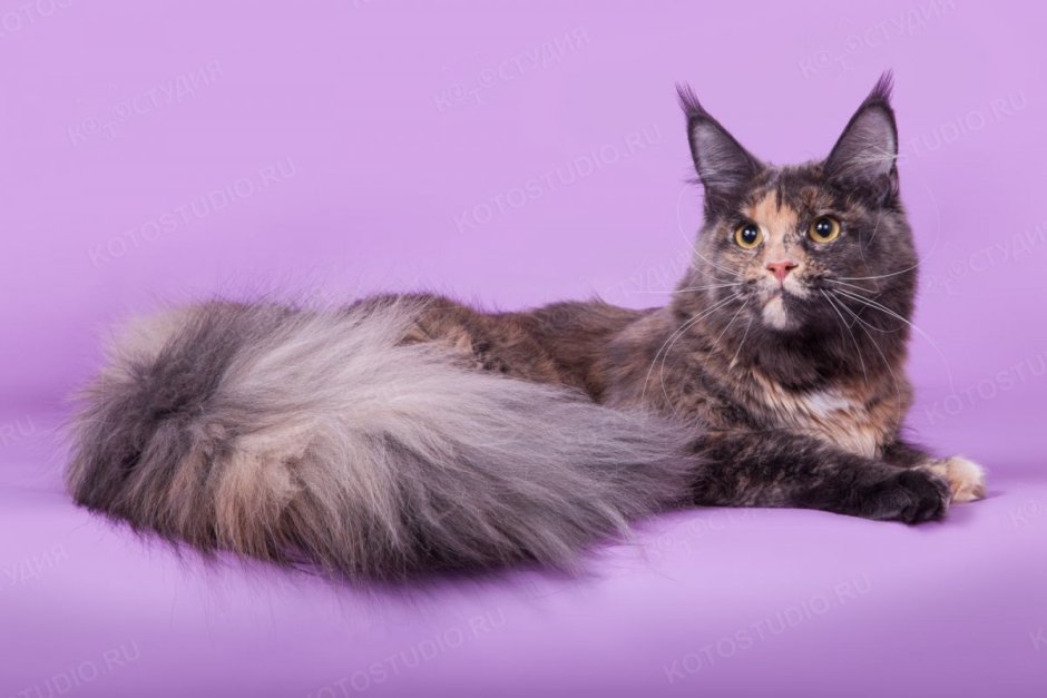 Голубокремовый Мейн кун