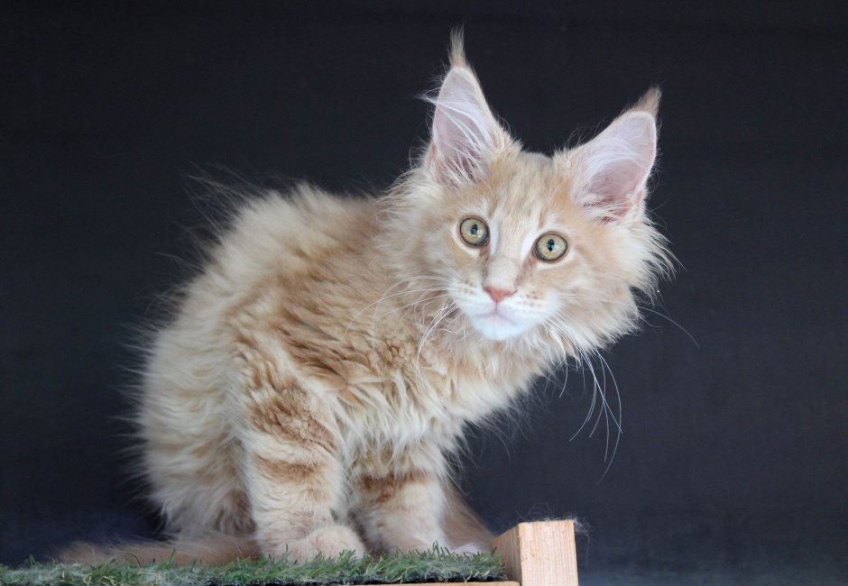 Кремовый Мейн кун с голубыми глазами