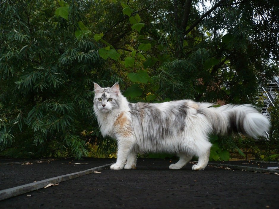 Редкий окрас Мейн куна