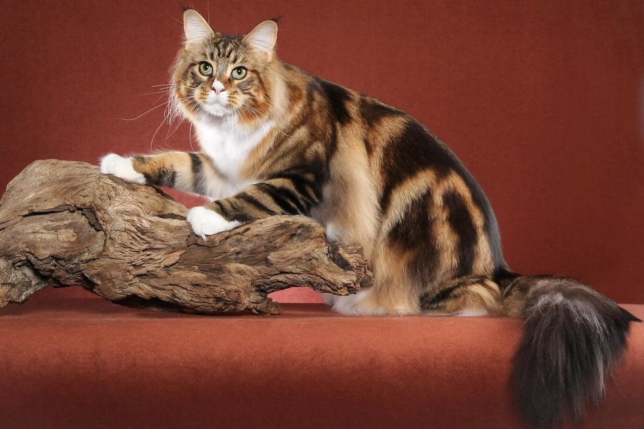 Мейн кун Арлекин