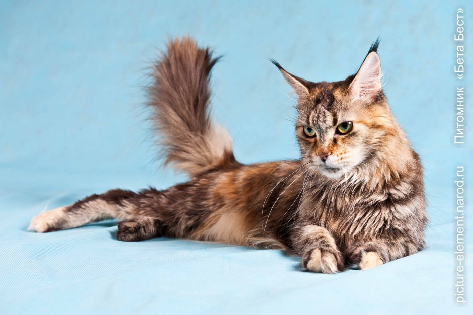 Мейн кун черепаховый