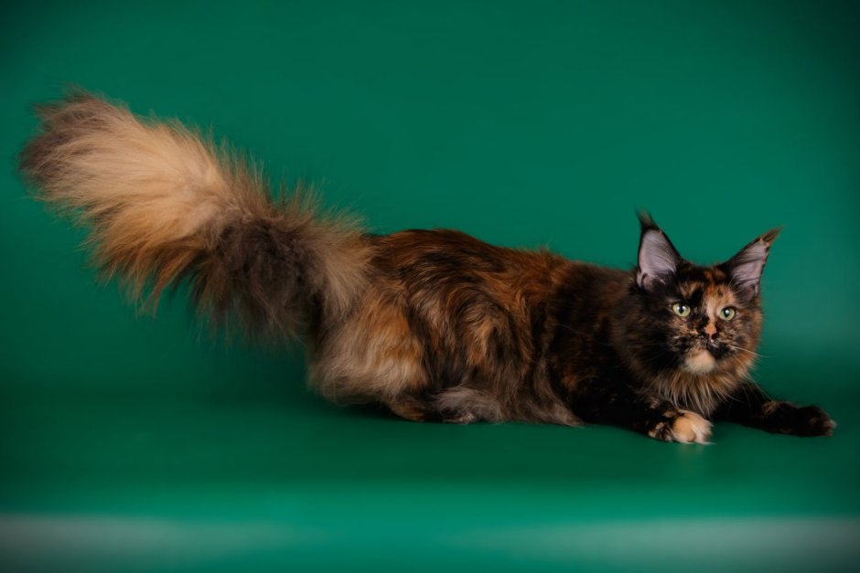 Мейн кун черный черепаховый