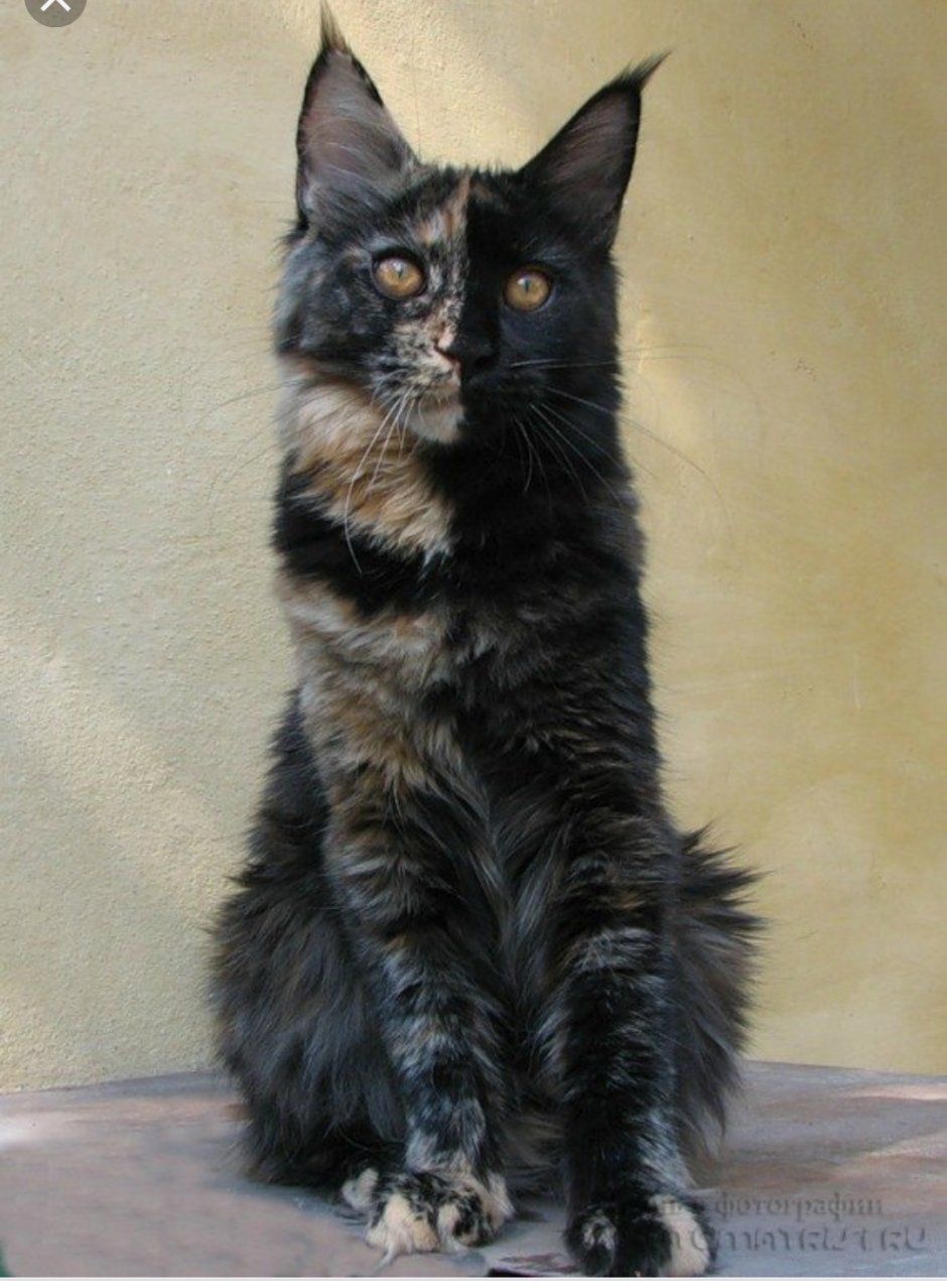 Метис Мейн куна черный