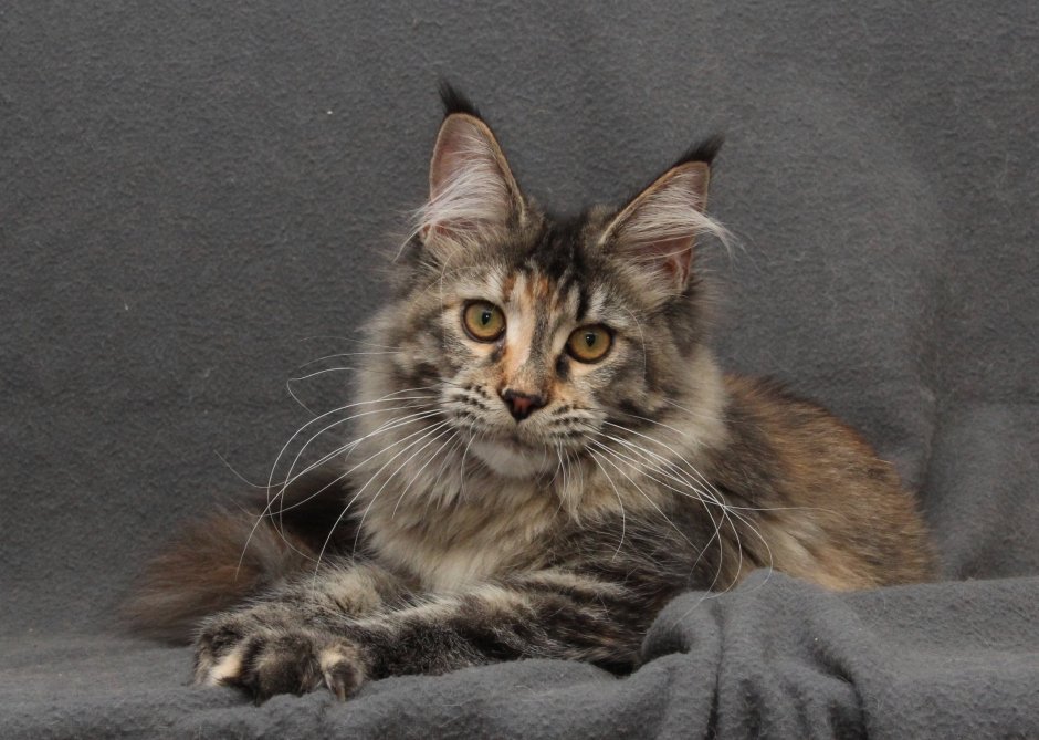 Камышовый Мейн кун