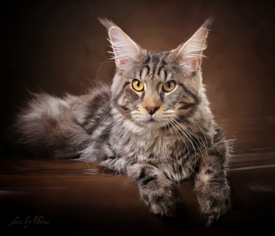 NS 22 окрас Мейн куна