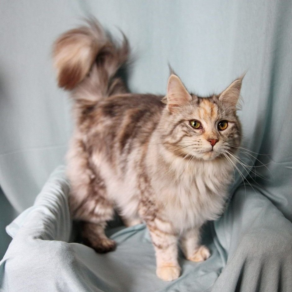 NS 22 окрас Мейн куна