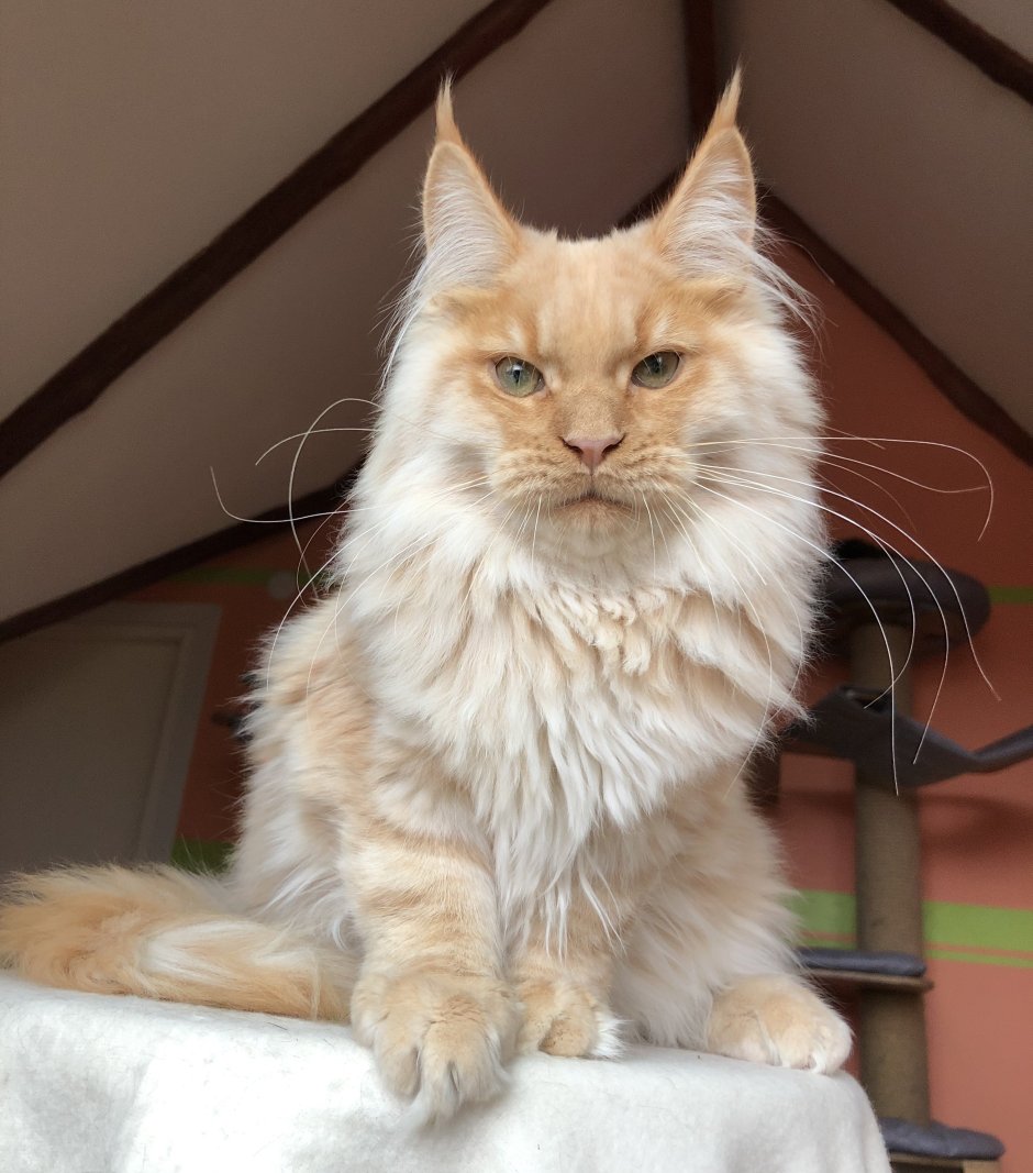 Мейн кун фавн