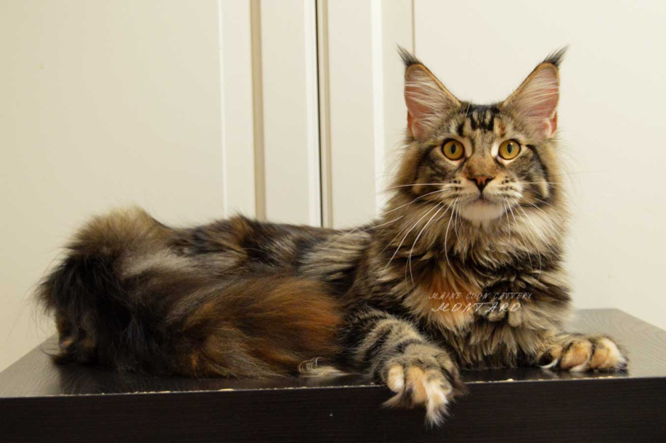 Черепаховый окрас Мейн куна