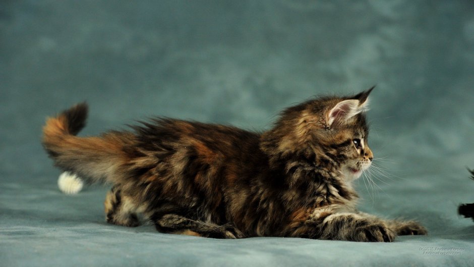 Кот Мейн кун