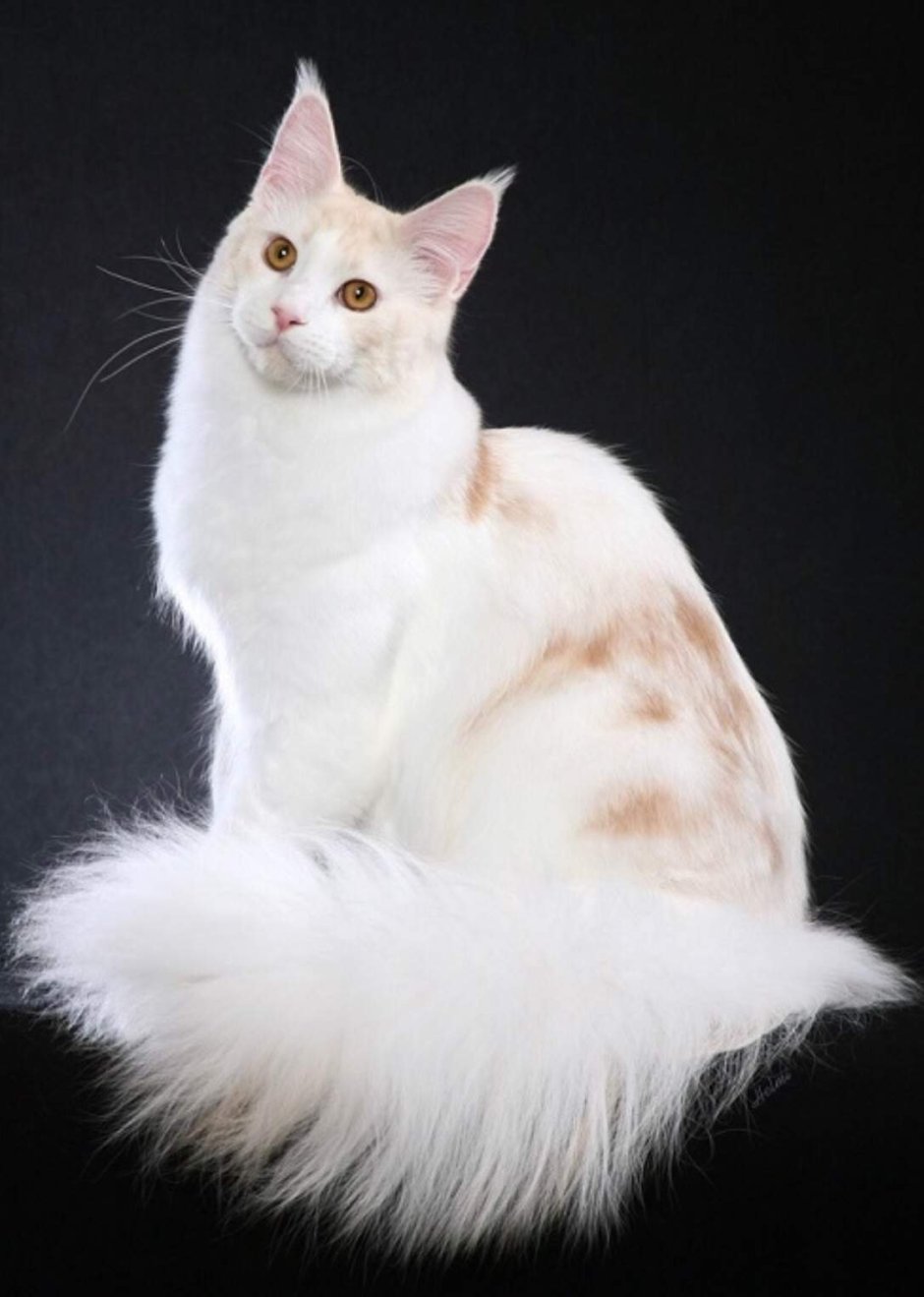 Мейн кун Аборигенная порода