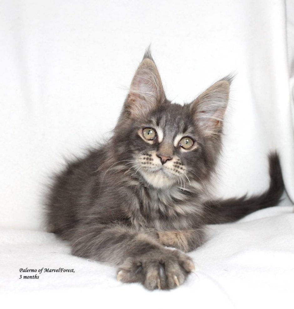 Окрас n22 Мейн кун