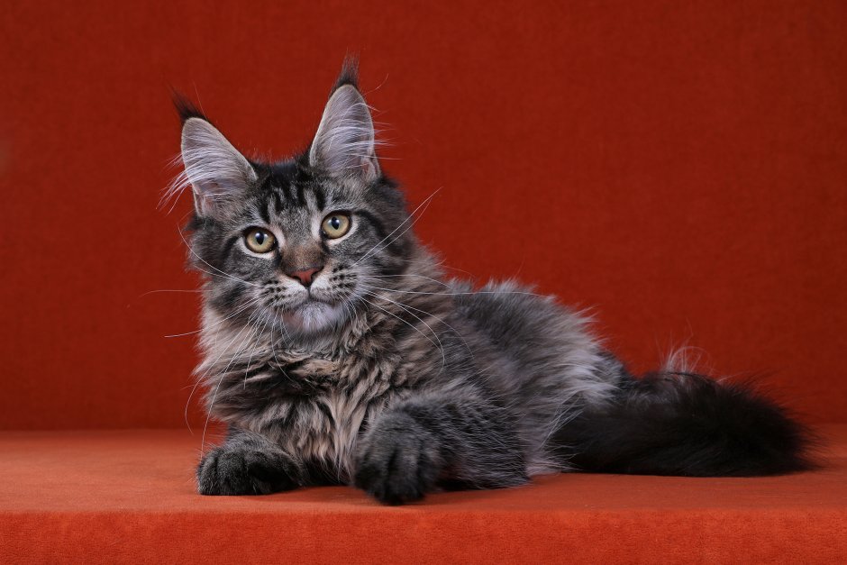 Мейн кун табби