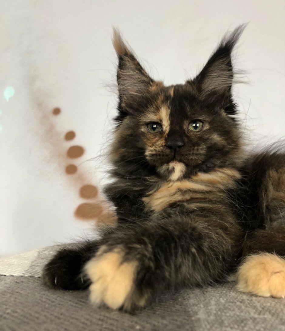 Черепаховый Солид Мейн