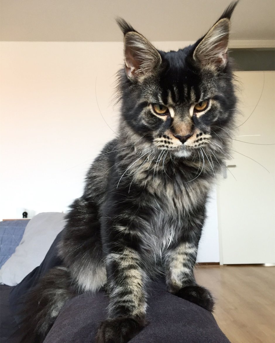 Мейн кун табби тигровый