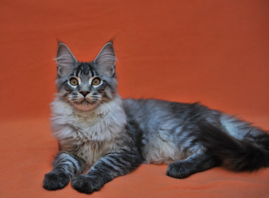 Мейн кун черный тигровый