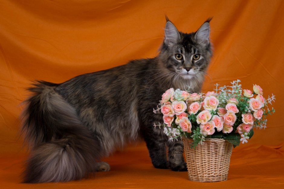 Черный тикированный Мейн кун