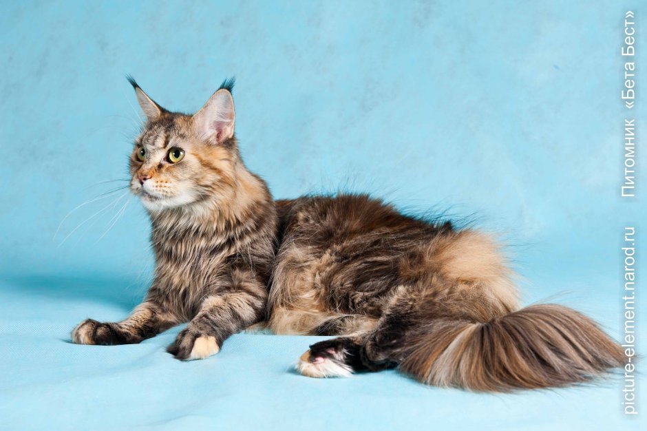 Дикий окрас Мейн куна