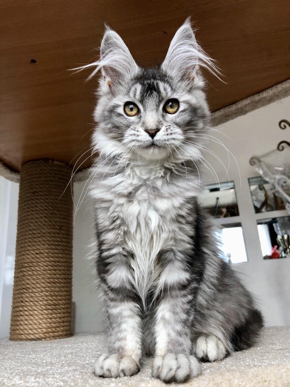 Мейн кун серебристый табби