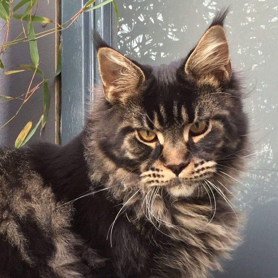 Мейн кун табби