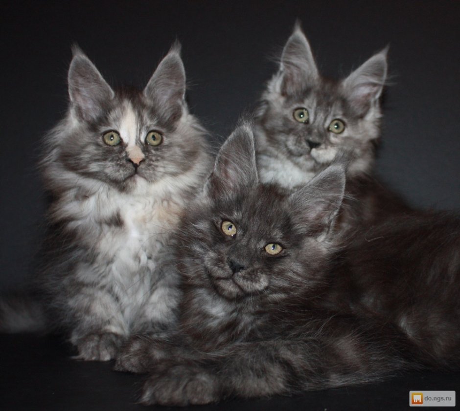 Кот Мейн кун окрасы