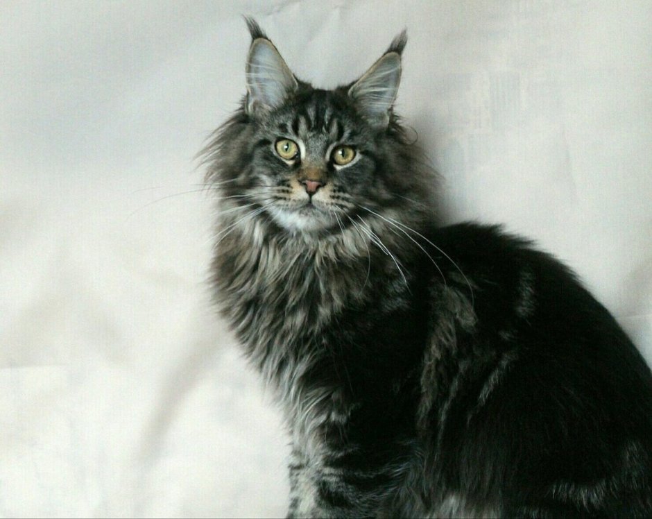 Мейн кун Лесной окрас