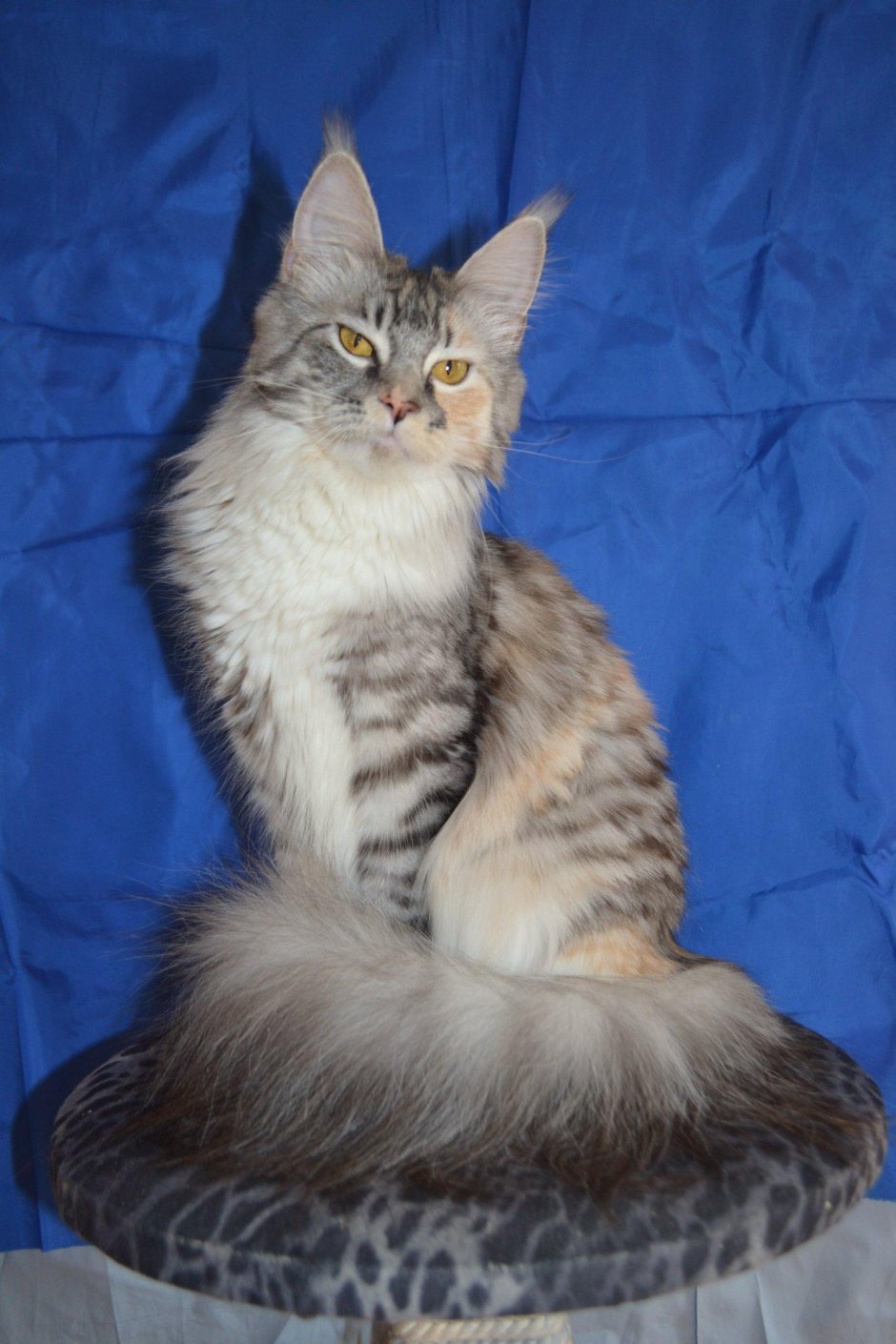 Мейн кун цвет табби