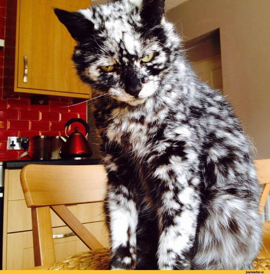 Витилиго у кошек